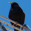 Spotless Starling; Estornino Negro