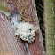 Lacewing Nymph