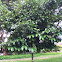 Mangosteen tree