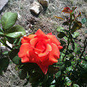 Roses, Mountain Laurel, Agave
