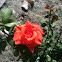 Roses, Mountain Laurel, Agave