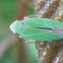 Sharpshooter Leafhopper  Cicadellinae