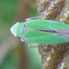 Sharpshooter Leafhopper  Cicadellinae