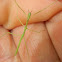 Stick Bug