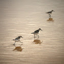 Sanderling