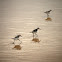 Sanderling