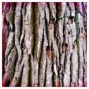 Cottonwood