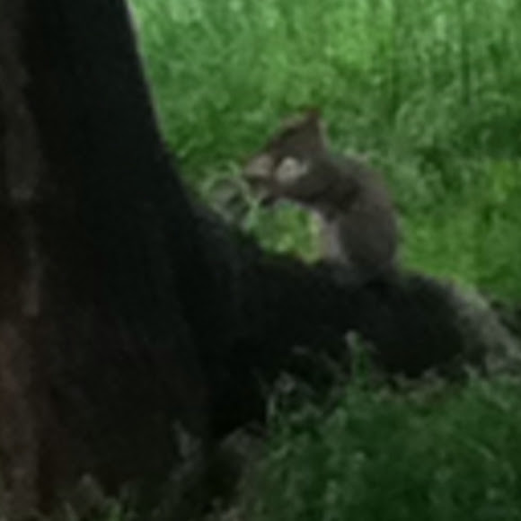 Spotting Image 1