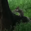 Eastern gray squirrel