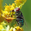 Ambush Bug