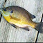 Bluegill Sunfish