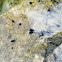 Tadpoles