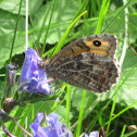 Grayling