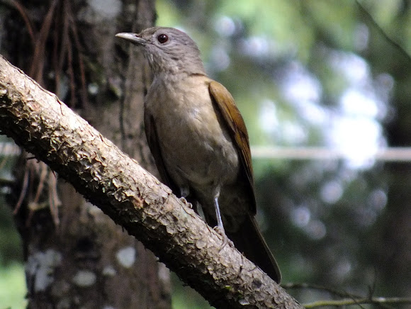 Spotting Image 1