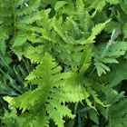 Fern