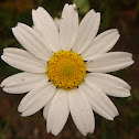 Asteraceae