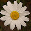 Asteraceae