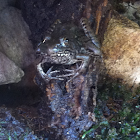 Green Frog