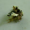 Lacewing larva