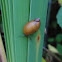 Amber Snail