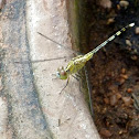 Ground Skimmer (female)