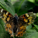 painted lady