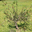 Bottle Brush