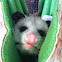 Possum