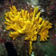 Yellow Cauliflower Coral