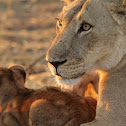 Lioness and cub