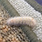 edwards wasp moth