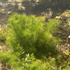 Australian-pine