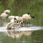African Sacred Ibis