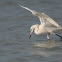 Reddish Egret - White Morph