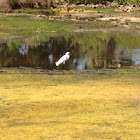 Great Egret