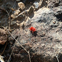 red velvet mite
