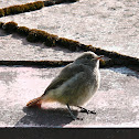 Black Redstart