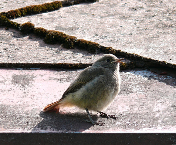 Spotting Image 1