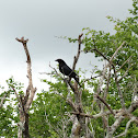 Tordo (Bronzed Cowbird)