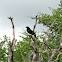 Tordo (Bronzed Cowbird)