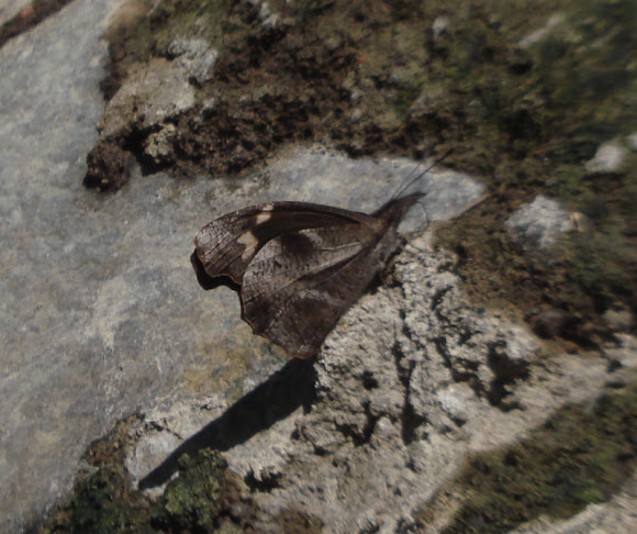 Spotting Image 1