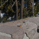 Golden Mantled Ground Squirral