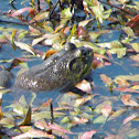 American Bullfrog
