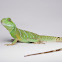 Physignathus cocincinus