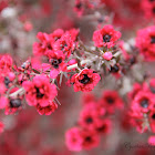 Manuka