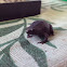 Eastern Narrowmouth Toad