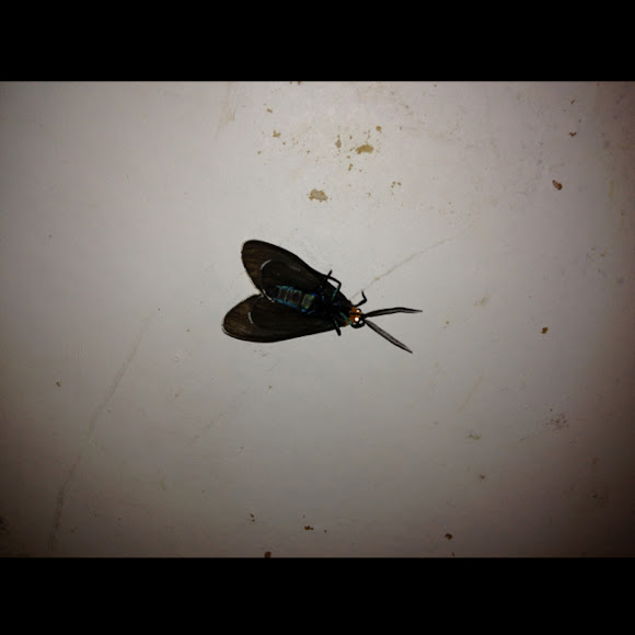 Spotting Image 1