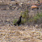 Spotless Starling; Estornino Negro