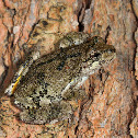 Gray Treefrog
