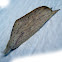 Brown Tussock Moth